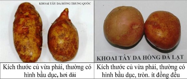 Cách phân biệt khoai Trung Quốc và khoai Đà Lạt, Lâm Đồng 1