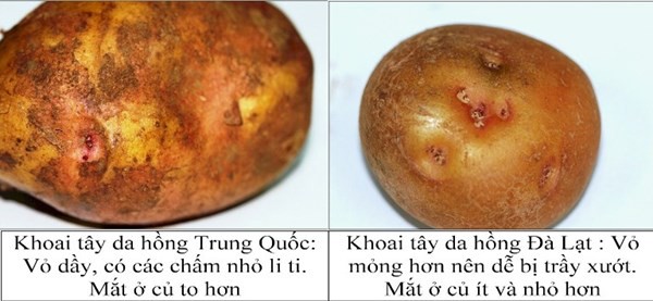 Cách phân biệt khoai Trung Quốc và khoai Đà Lạt, Lâm Đồng 2