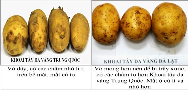 Cách phân biệt khoai Trung Quốc và khoai Đà Lạt, Lâm Đồng 5