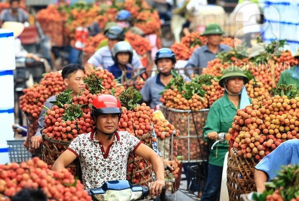 Giao thông tắc nghẽn vì người dân chở vải Lục Ngạn ùa ra khắp đường 5