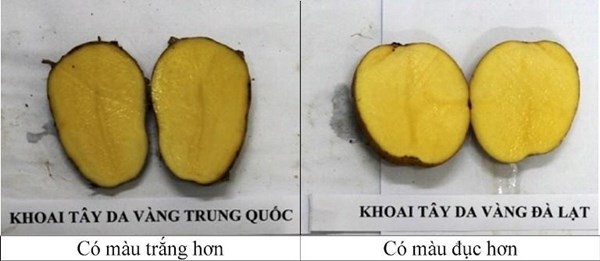 Cách phân biệt khoai Trung Quốc và khoai Đà Lạt, Lâm Đồng 6