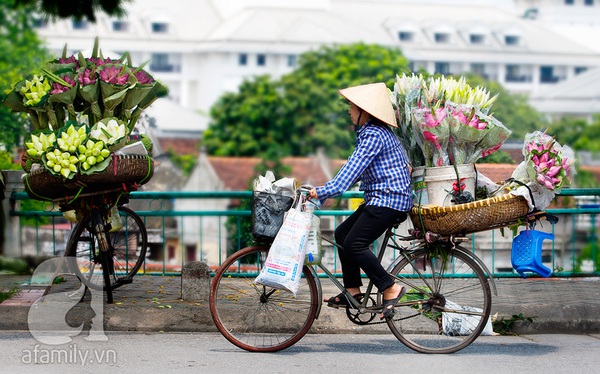 Thảnh thơi thưởng thức nét đẹp bình dị của sen Hà thành 8