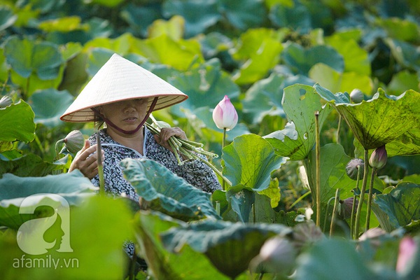 Thảnh thơi thưởng thức nét đẹp bình dị của sen Hà thành 14