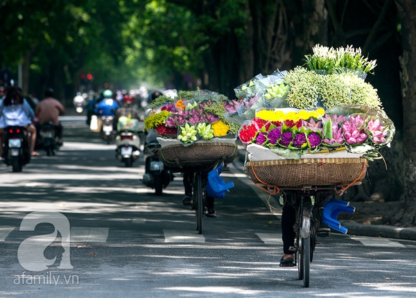 Thảnh thơi thưởng thức nét đẹp bình dị của sen Hà thành 3