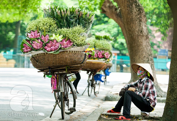 Thảnh thơi thưởng thức nét đẹp bình dị của sen Hà thành 4