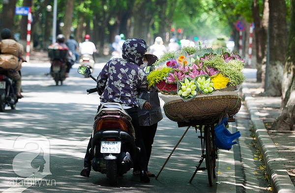 Thảnh thơi thưởng thức nét đẹp bình dị của sen Hà thành 5