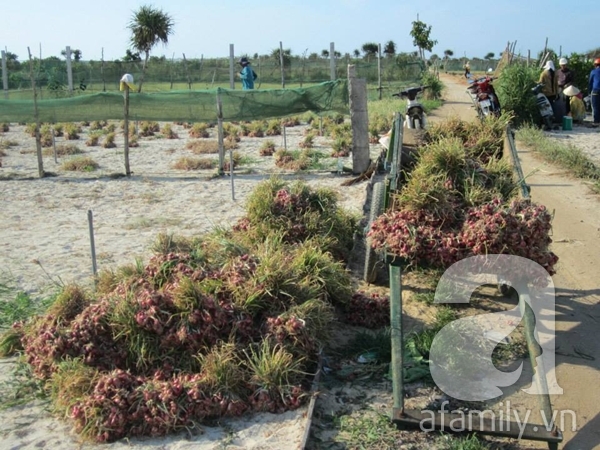 Chi 2 triệu cho 3 ngày tuyệt vời trên "thiên đường" Lý Sơn 22