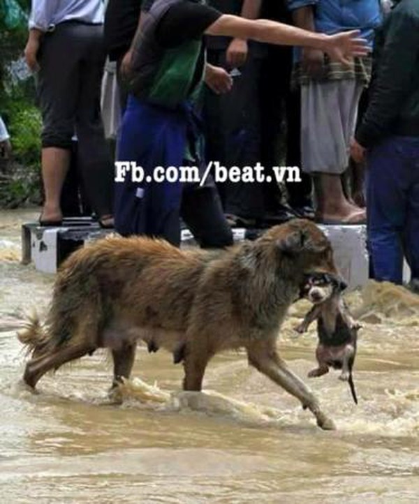 Cảm động ch&oacute; mẹ ngoặm ch&oacute; con chạy lũ
