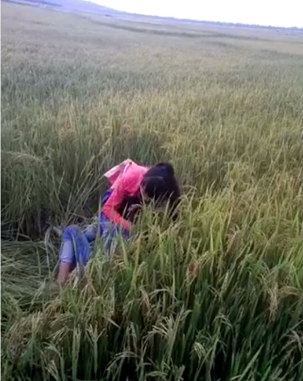 Bức xúc 2 nữ sinh đánh nhau ở ruộng, quần nát lúa của nông dân