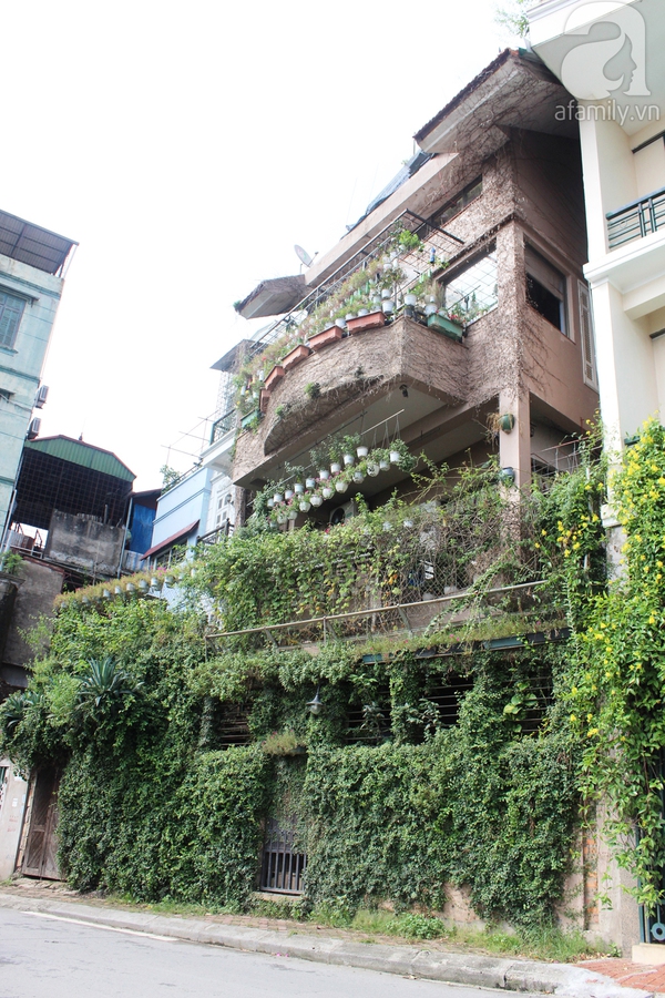 Những ngôi nhà xanh tuyệt đẹp nhờ cây cảnh ở Hà Nội 1