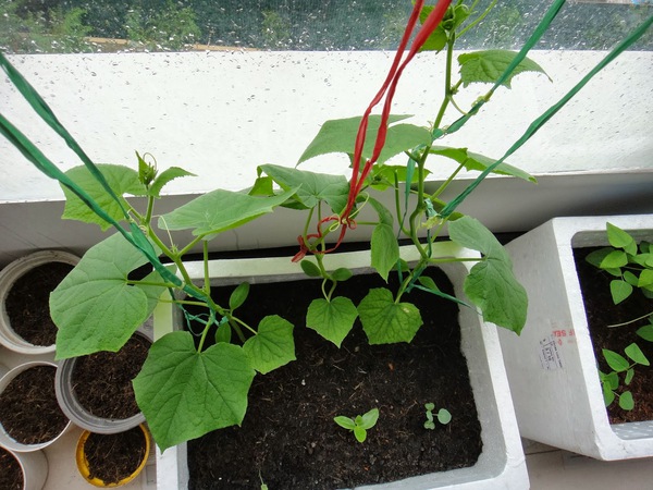 Tự trồng dưa chuột tại nhà: làm đẹp và làm xanh không gian sống 8