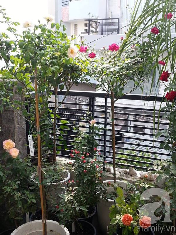 Vườn hồng trên sân thượng với hàng chục loài hoa tuyệt đẹp ở Sài Gòn 1