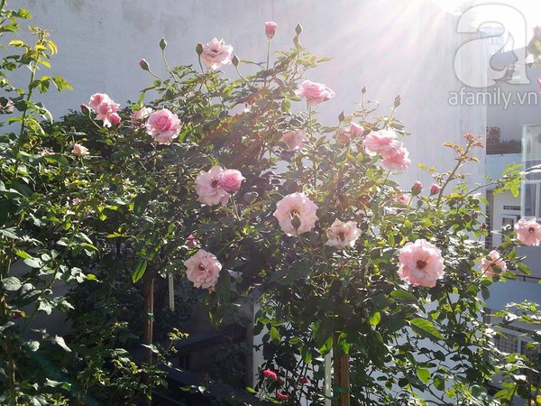 Vườn hồng trên sân thượng với hàng chục loài hoa tuyệt đẹp ở Sài Gòn 2
