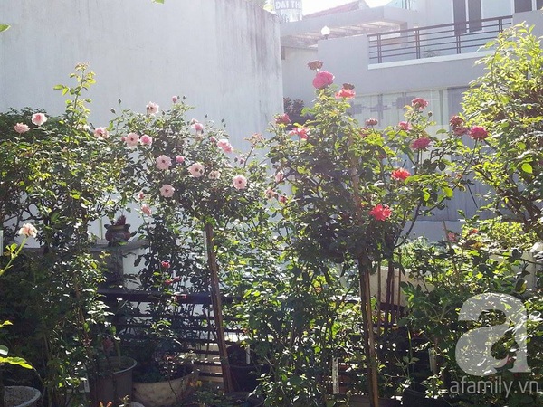 Vườn hồng trên sân thượng với hàng chục loài hoa tuyệt đẹp ở Sài Gòn 5