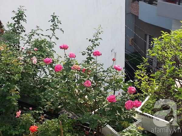 Vườn hồng trên sân thượng với hàng chục loài hoa tuyệt đẹp ở Sài Gòn 7