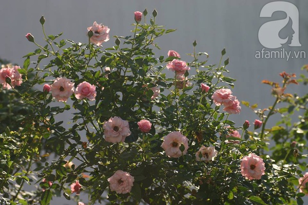 Vườn hồng trên sân thượng với hàng chục loài hoa tuyệt đẹp ở Sài Gòn 8