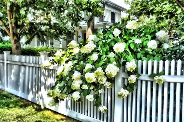 Những hàng rào hoa đầy cảm hứng cho ngôi nhà 8