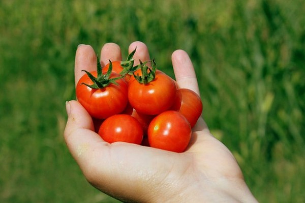 Cách trồng cà chua ngon và sai quả cho các 