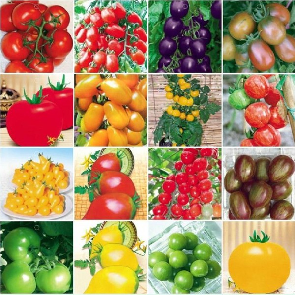 Cách trồng cà chua ngon và sai quả cho các "nông dân" ở  nhà phố  10