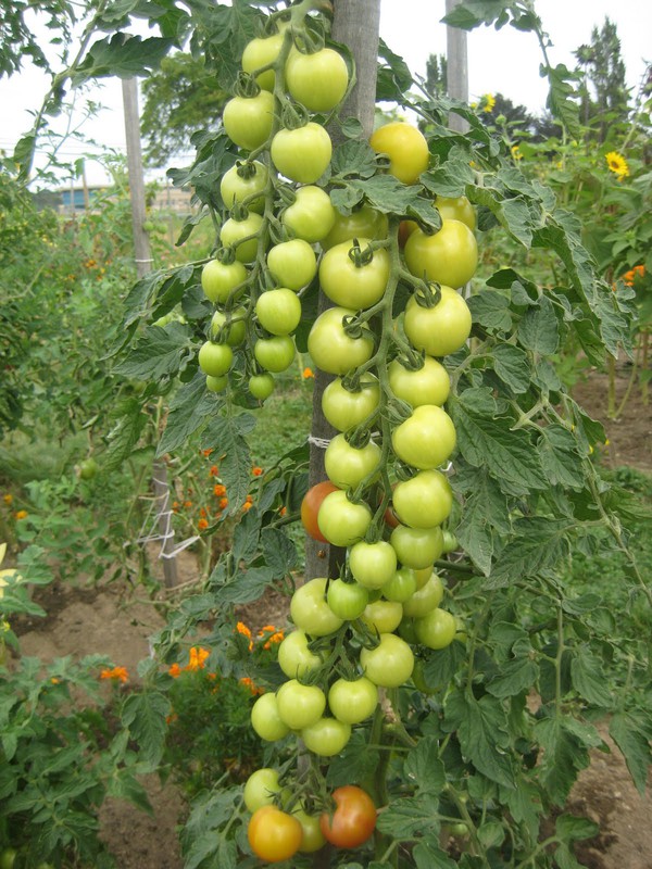 Cách trồng cà chua ngon và sai quả cho các 