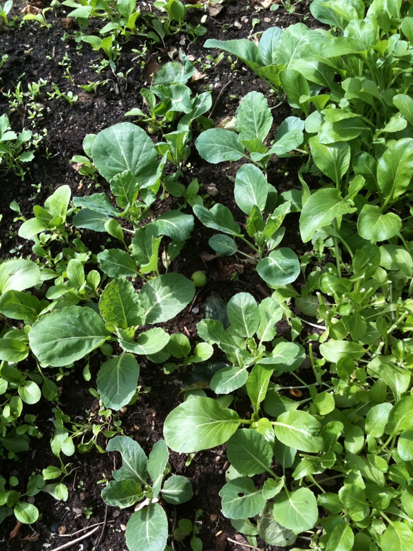 Cách trồng bắp cải tí hon - huong dan trong bap cai ti hon giau dinh duong cho cac ba noi tro