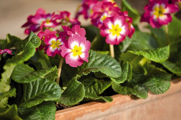 9 loại hoa trồng trong chậu đẹp ngất ngây cho mùa xuân 9