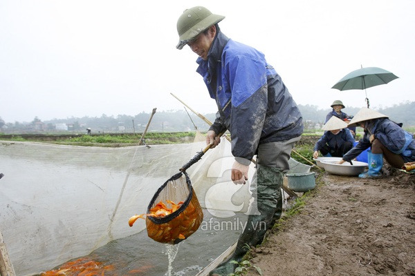 Cá chép cúng ông Táo trước giờ “xuất quân” 2