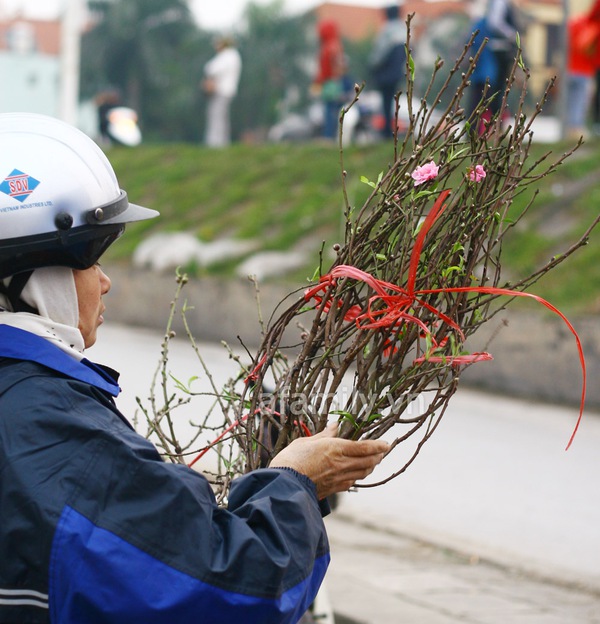 350 ngàn đồng một cành đào nở sớm 3