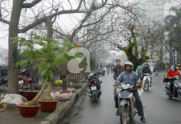 Hà Nội ngập trong sắc hồng của hoa đào 5