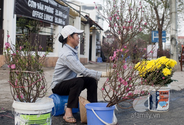 Hà Nội ngập trong sắc hồng của hoa đào 7