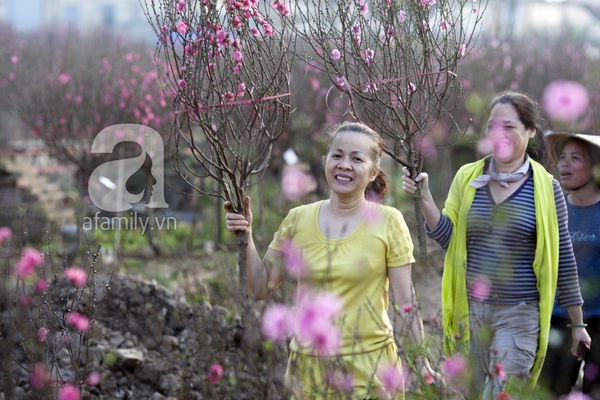 Hà Nội ngập trong sắc hồng của hoa đào 10