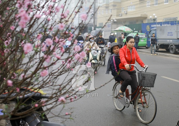 Hà Nội ngập trong sắc hồng của hoa đào 1