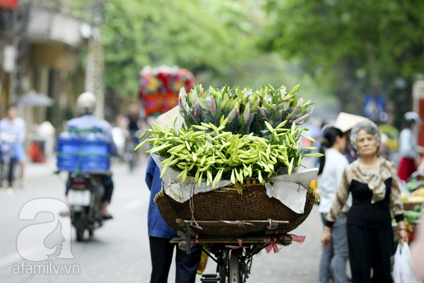 Có một Hà Nội tinh khôi như mùa loa kèn nở... 12