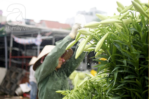 Có một Hà Nội tinh khôi như mùa loa kèn nở... 5