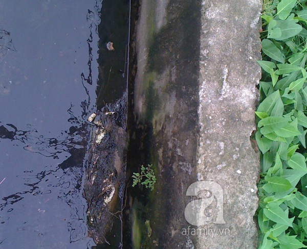 Vựa rau xanh mướt nhờ nước cống, xác động vật thối tại Hà Nội 9