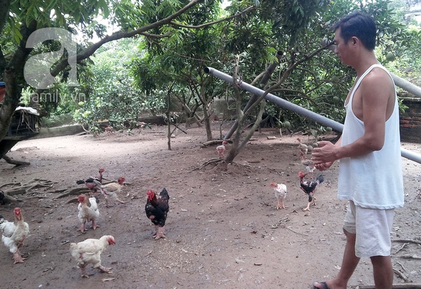 Hưng Yên: Một con gà có giá bằng chiếc xe tay ga 6