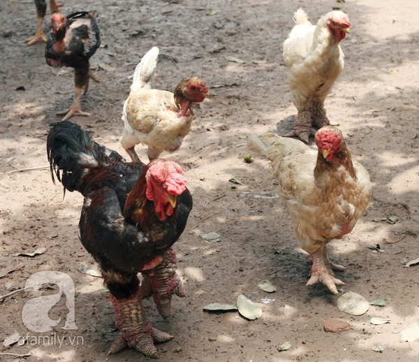 Hưng Yên: Một con gà có giá bằng chiếc xe tay ga 1