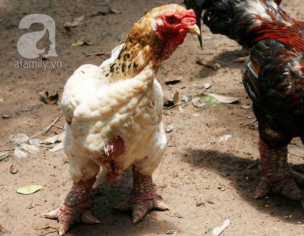 Hưng Yên: Một con gà có giá bằng chiếc xe tay ga 3