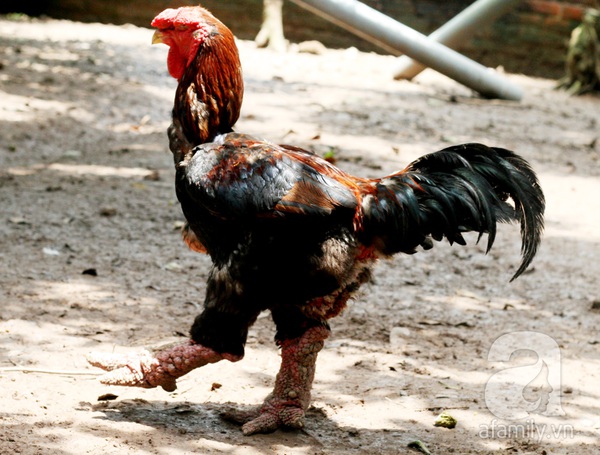 Hưng Yên: Một con gà có giá bằng chiếc xe tay ga 4