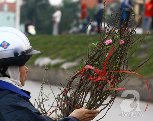 Đào Nhật Tân khoe sắc, phục vụ người thưởng thức Tết sớm 3