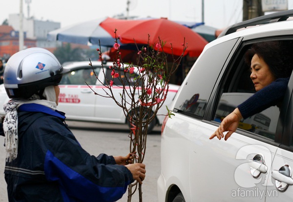 Đào Nhật Tân khoe sắc, phục vụ người thưởng thức Tết sớm 12