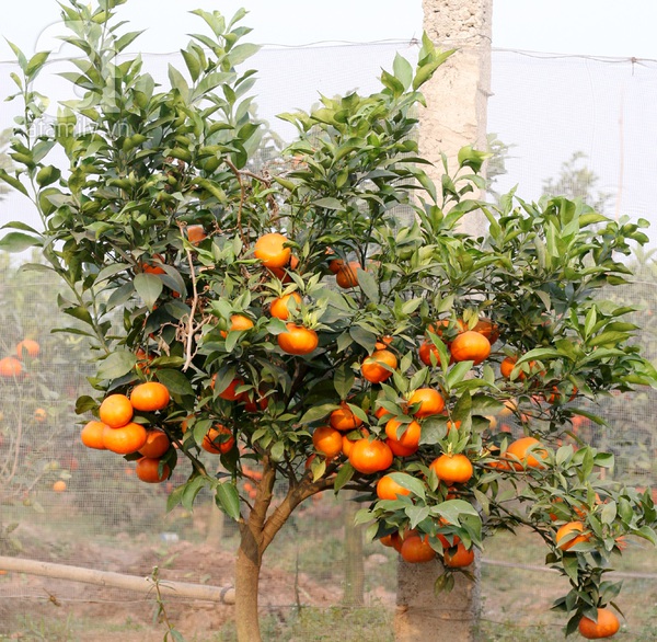 Thu tiền tỷ nhờ trồng cam Canh phục vụ Tết 9