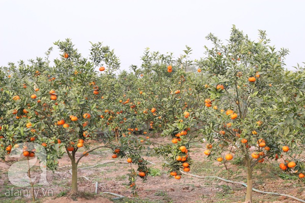 Thu tiền tỷ nhờ trồng cam Canh phục vụ Tết 2