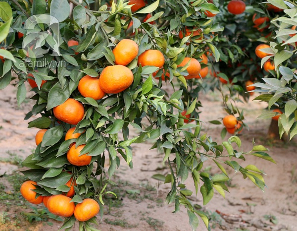 Thu tiền tỷ nhờ trồng cam Canh phục vụ Tết 8