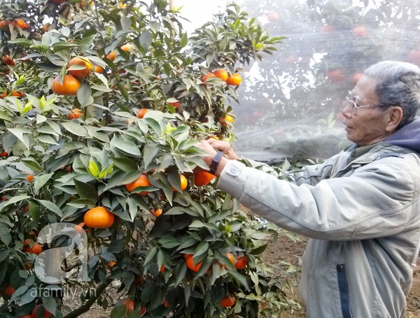Thu tiền tỷ nhờ trồng cam Canh phục vụ Tết 11