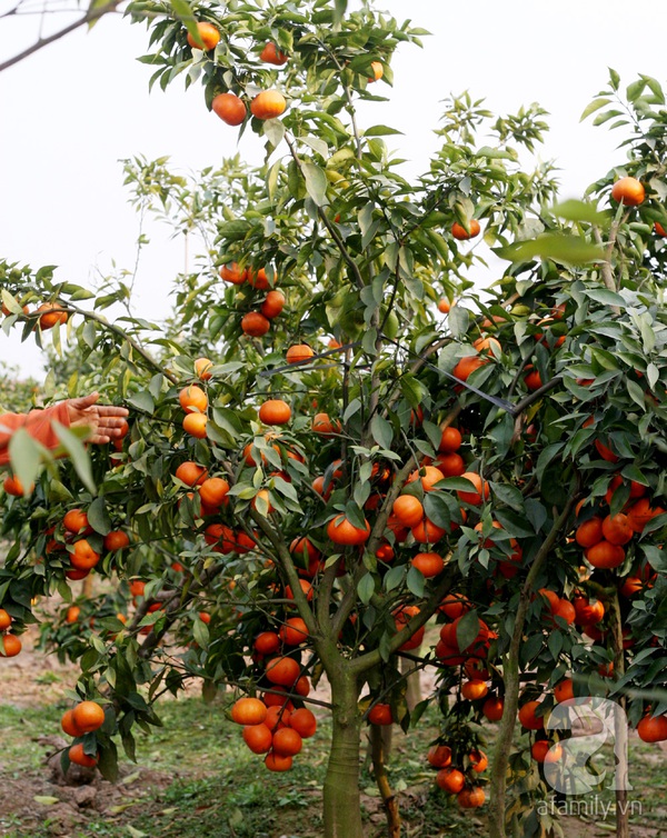 Thu tiền tỷ nhờ trồng cam Canh phục vụ Tết 6