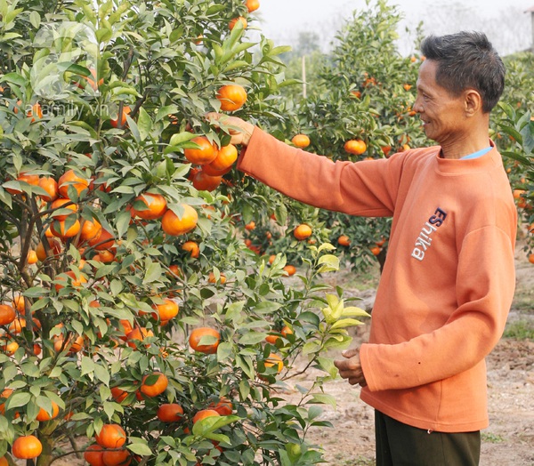 Thu tiền tỷ nhờ trồng cam Canh phục vụ Tết 7