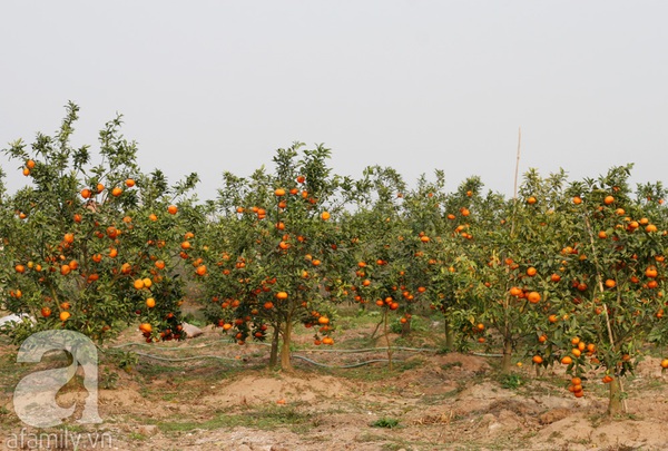 Thu tiền tỷ nhờ trồng cam Canh phục vụ Tết 1