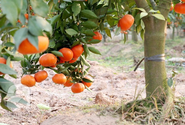 Thu tiền tỷ nhờ trồng cam Canh phục vụ Tết 4