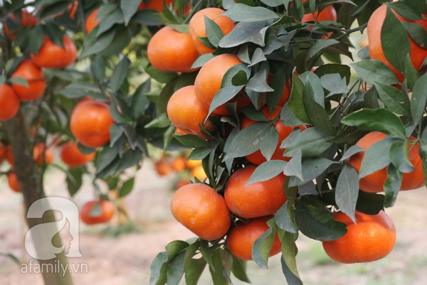 Thu tiền tỷ nhờ trồng cam Canh phục vụ Tết 5